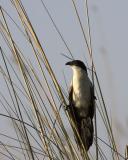 Senegal Coucal