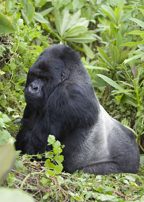Silverback