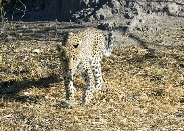 Leopard