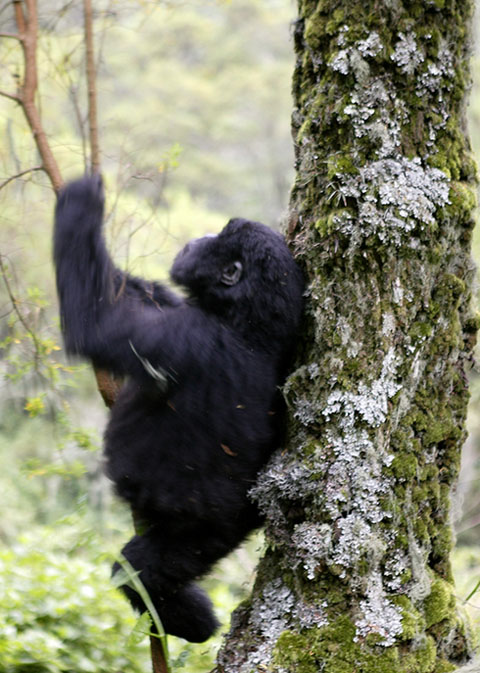 Our first gorilla sighting