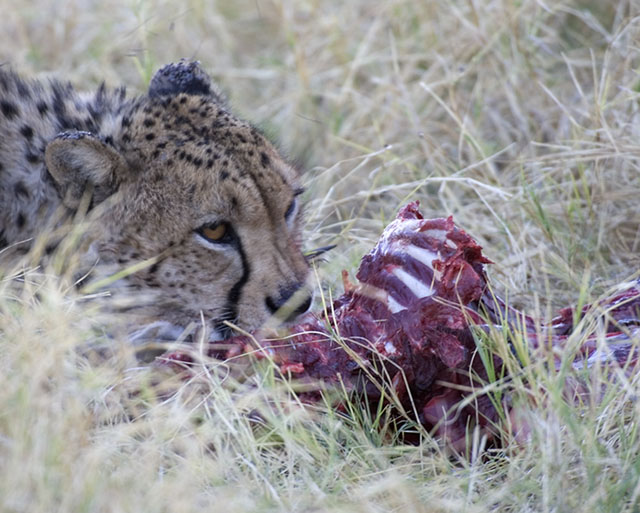 Cheetah eating