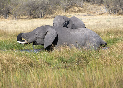 Elephants bathing