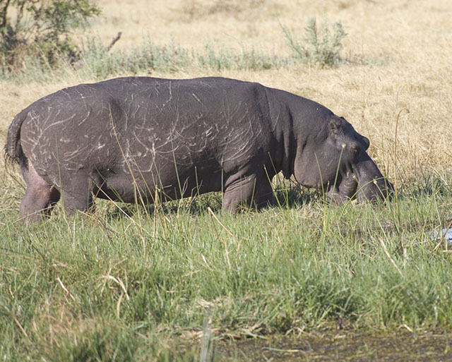 hippo eating