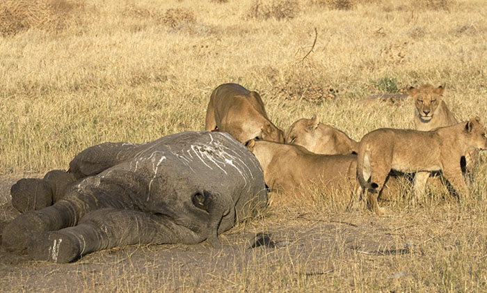 lions eating