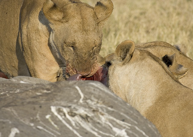 lions eating