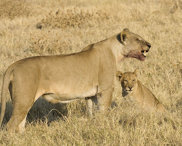 lions eating