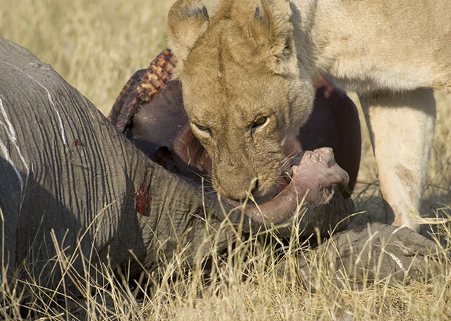 lions eating