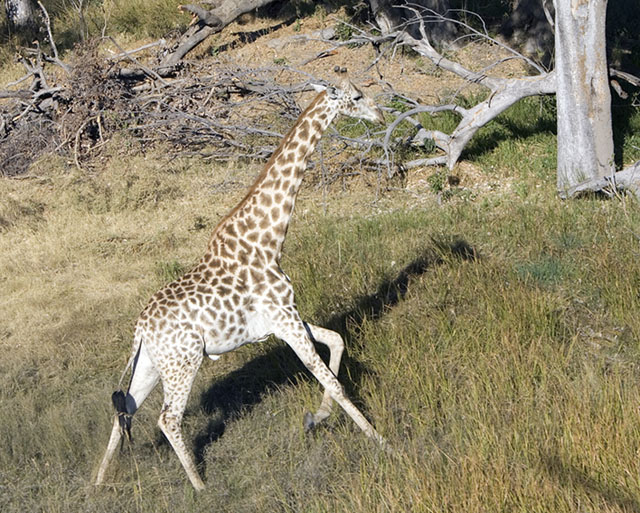 giraffe2 from helicopter