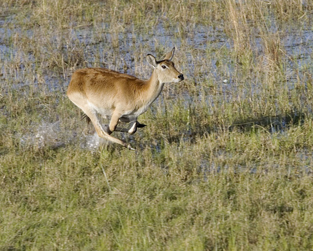 impala from helicopter