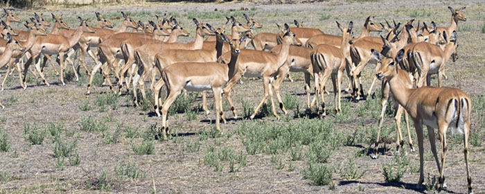 Impala herd