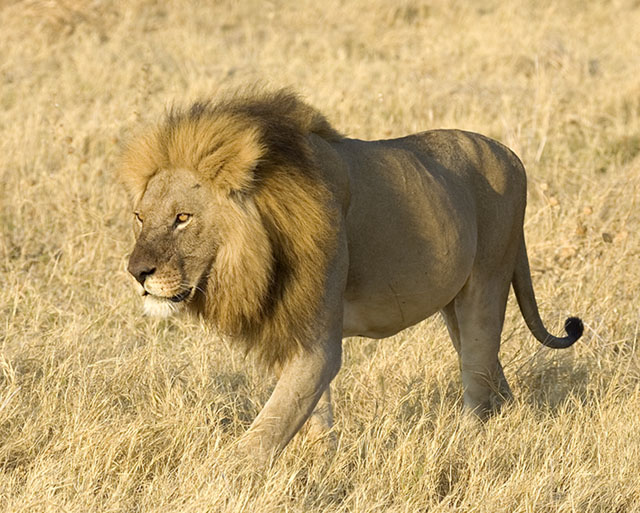 male lion