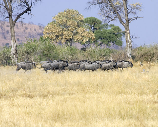 wildebeast herd