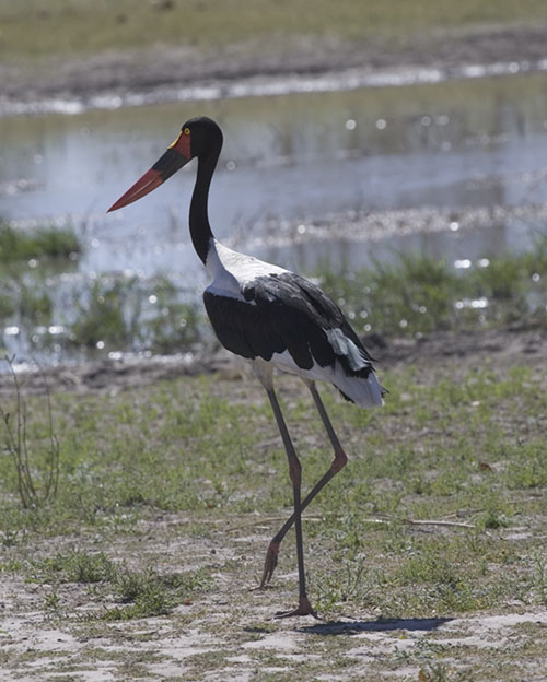 Stork