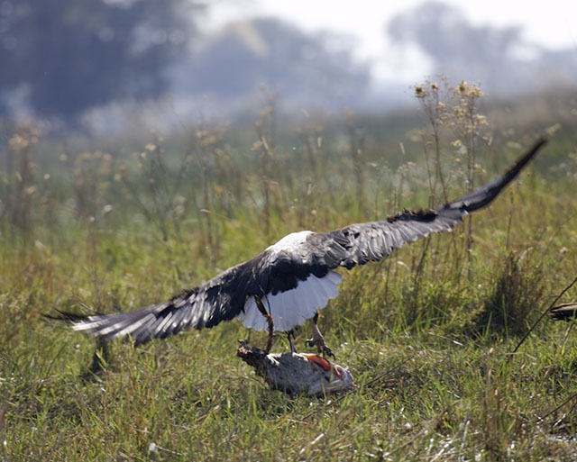 fish eagle with fish