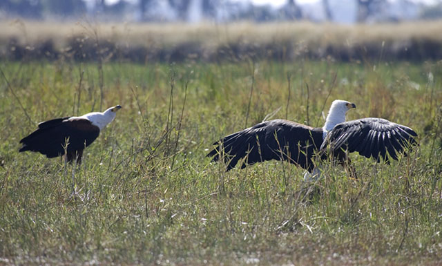 fish eagles with fish on ground