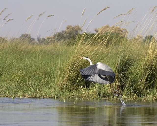 grey heron taking off