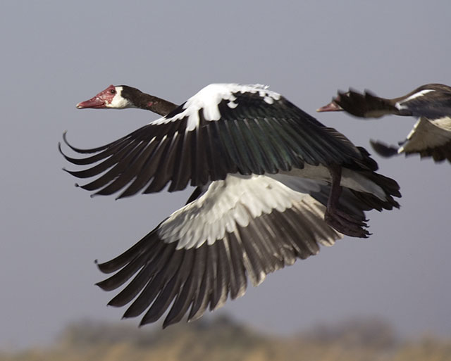 geese flying