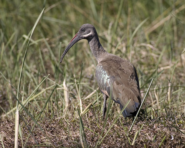 hadeda ibis