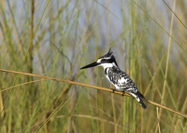 pied kingfisher