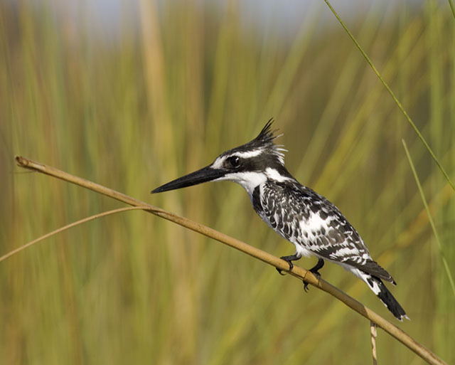 pied kingfisher