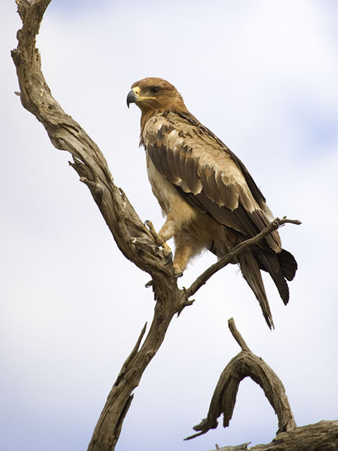 Tawny Eagle