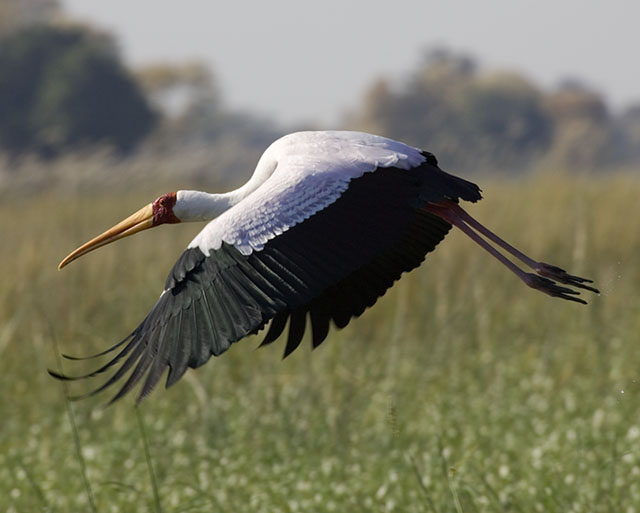 stork in flight