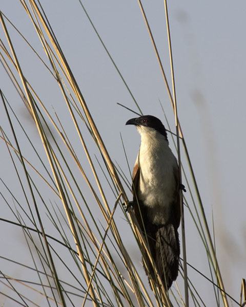 Senegal Coucal