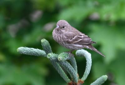 Female house finch