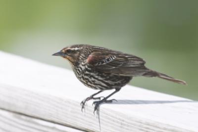 Female RW Blackbird?  or  Juvenile male?
