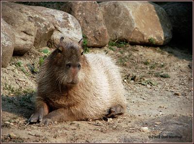 Capybara-II.jpg