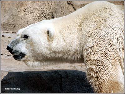 huge-polar-bear.jpg