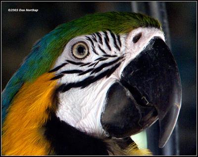 extreme-macaw.jpg