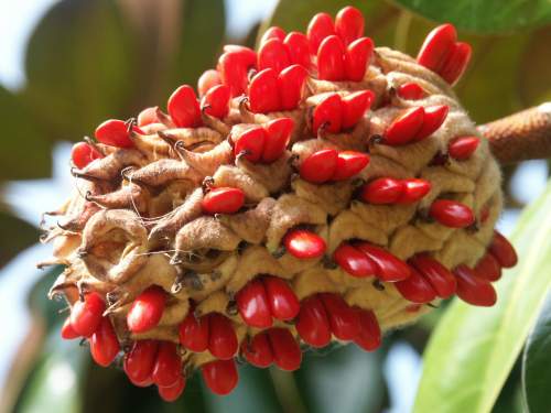 Magnolia Tree seed pod. Taken at 200 mm Macro mode.