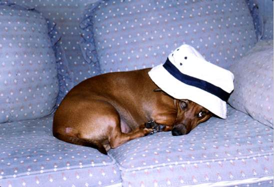 Dog in the Hat.