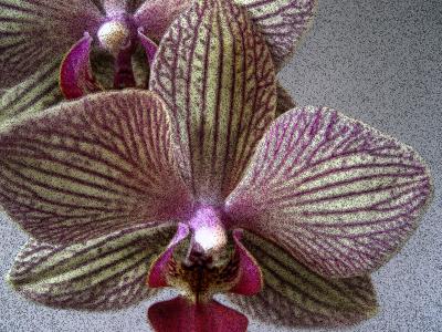 Speckled orchids.jpg