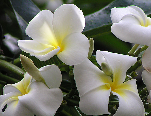 P5080005-a.jpg