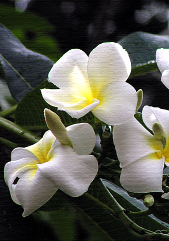 P5080007c.jpg