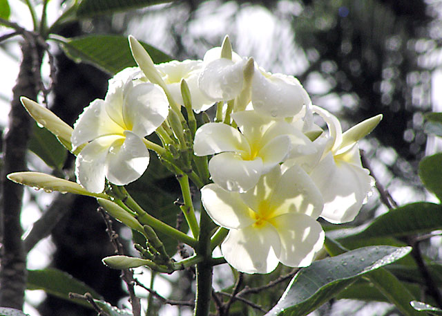 P5080015f.jpg