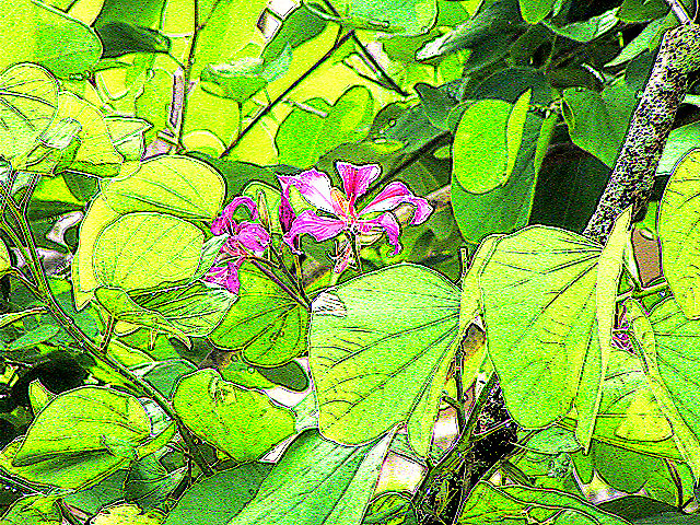 P5080027a.jpg