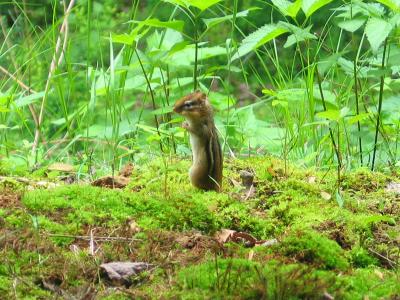 Chipmunk Standing