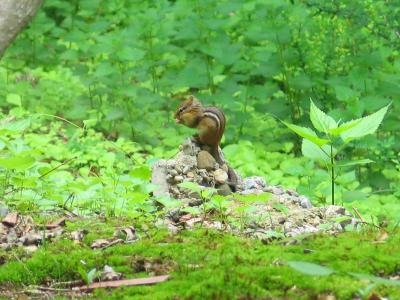 Chipmunk Eating