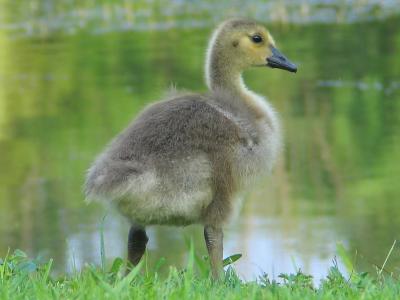 2 Week Old Gosling