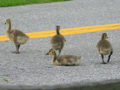 2 Week Old Goslings Crossing