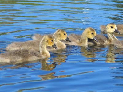 3 Week Old Goslings Swimming