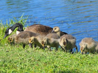 3 Week Old Gosling Row