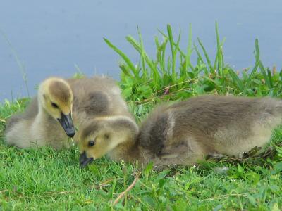 2 Week Old Goslings