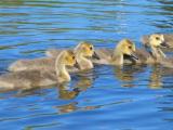 3 Week Old Goslings Swimming
