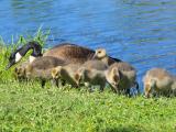 3 Week Old Gosling Row