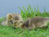 2 Week Old Goslings