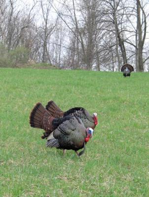 wild turkey 8912